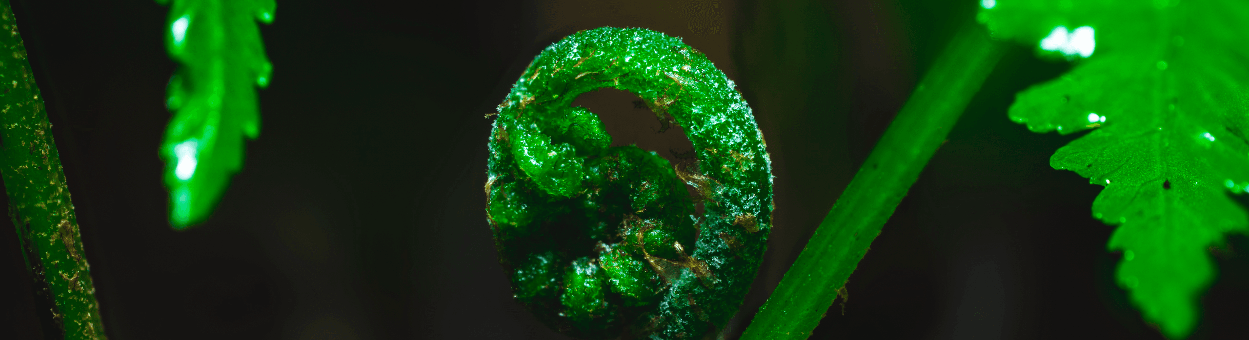 Close-up of a spiraled green fern fiddlehead.