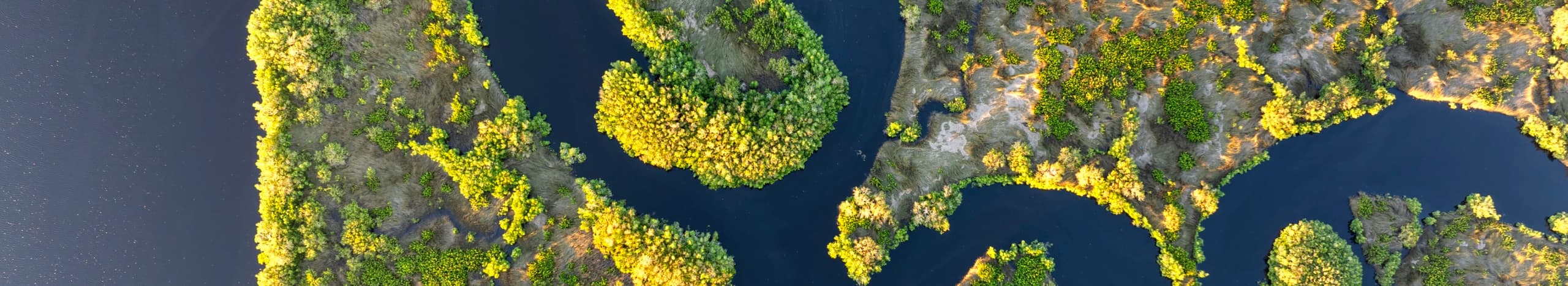 High aerial view of a winding river cutting through a dense, vibrant green and yellow forest.