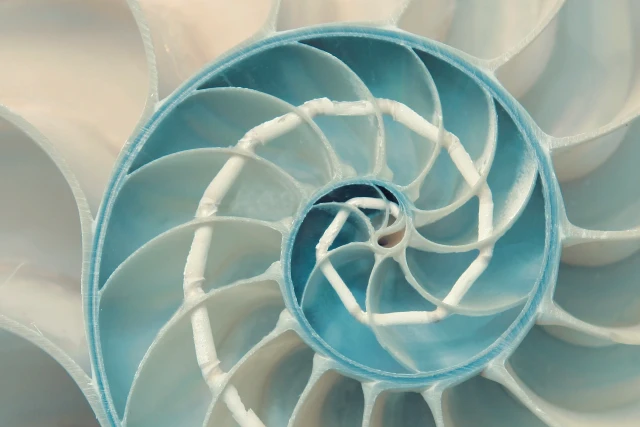 Close up of a shell cross-section